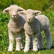 Springvale Hill Man Rub Flock of Lamb
